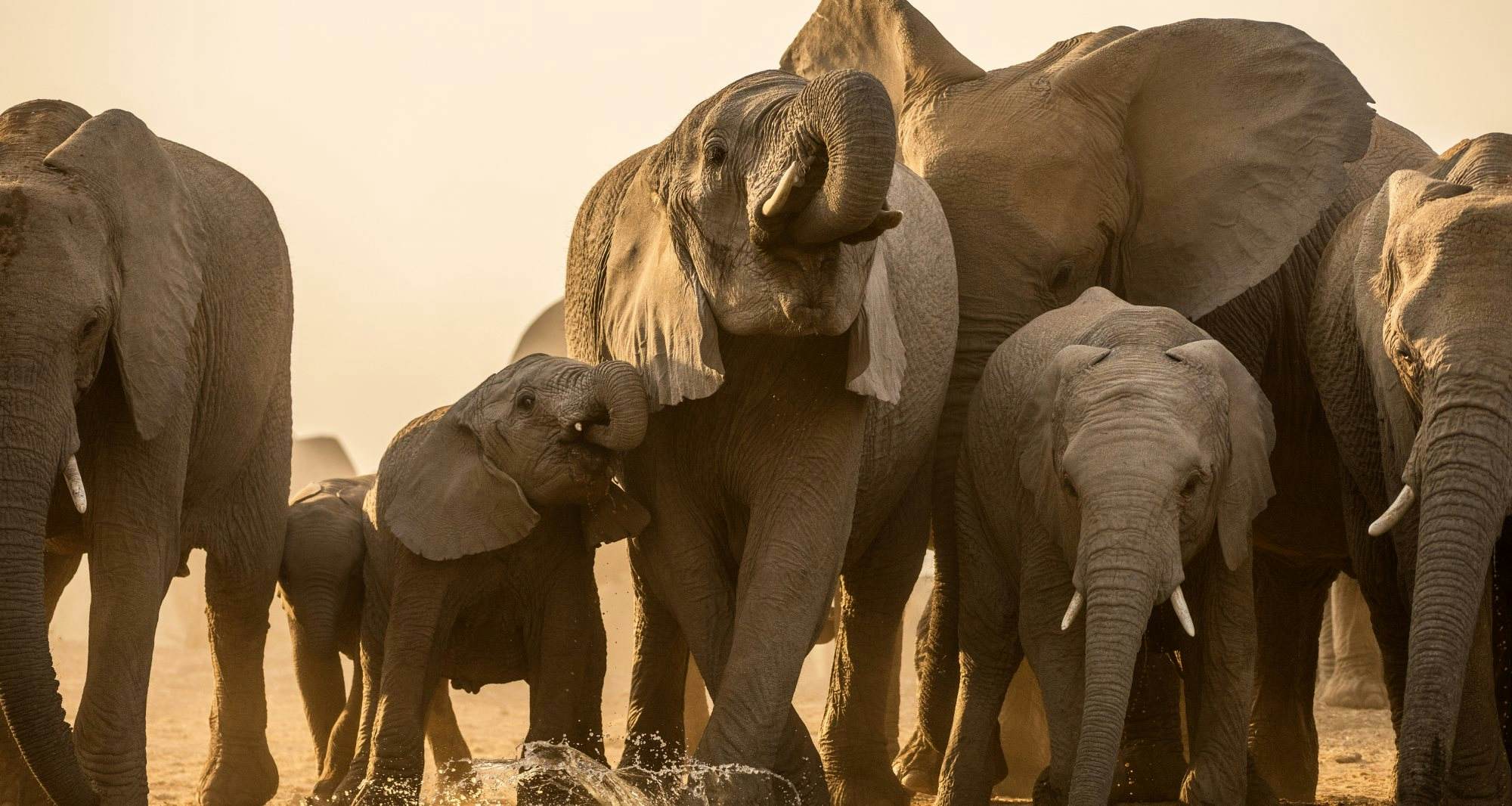 Madikwe Game Reserve Sights Lonely Planet   Udo Kieslich Shutterstock 1668730690 RFC Crop V2 